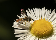 Toxomerus marginatus