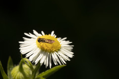 Toxomerus marginatus