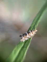 Epinotia tedella