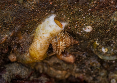 Trichotropis cancellata