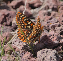 Euphydryas editha edithana