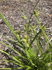 Carex lurida
