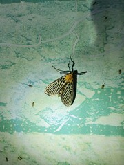 Tyspanodes hypsalis