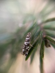 Epinotia tedella