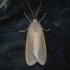 Pygarctia abdominalis