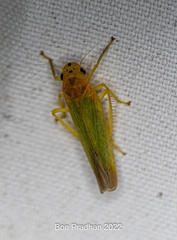 Cicadellidae