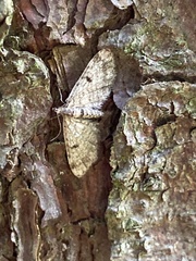 Eupithecia tantillaria