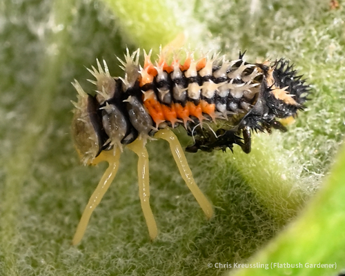 Asian Lady Beetle photographed in New York
