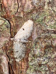 Eupithecia tantillaria