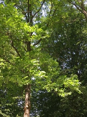 Juglans × intermedia