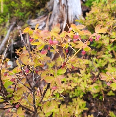 Vaccinium alaskaense