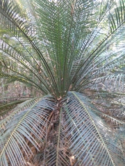 Macrozamia communis