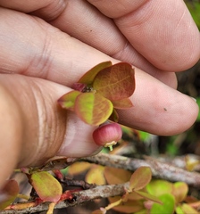 Vaccinium alaskaense