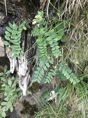 Hedysarum hedysaroides