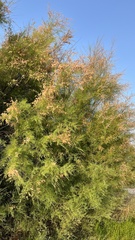 Tamarix canariensis