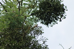 Curruca communis