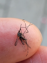 Aedes japonicus
