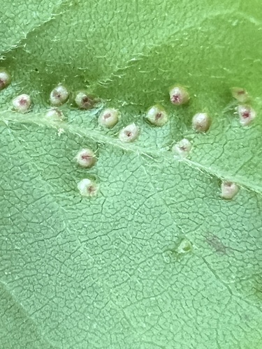 Black Tupelo Gall Mite