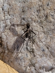 Aedes japonicus