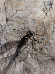 Aedes japonicus