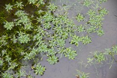 Callitriche obtusangula