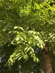 Juglans × intermedia