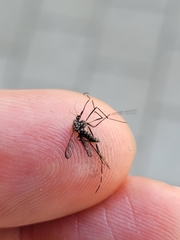 Aedes japonicus