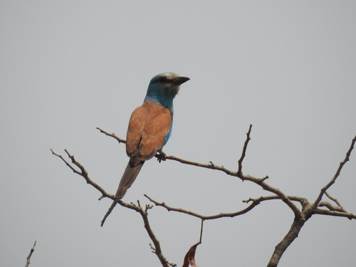 Carraca abisinia (Coracias abyssinicus)