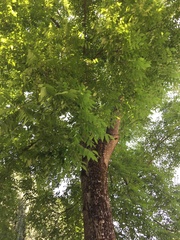 Juglans × intermedia