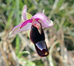 Ophrys bertolonii
