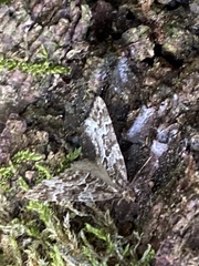 Lampropteryx suffumata