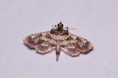 Salbia cassidalis