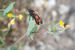 Coronilla scorpioides