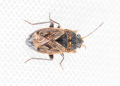 Trapezonotus arenarius
