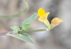 Coronilla scorpioides
