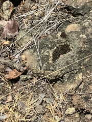 Trimerotropis occidentalis