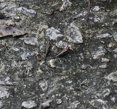Eucriotettix oculatus