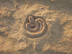 Crotalus cerastes laterorepens