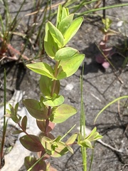 Hypericum denticulatum