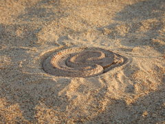 Crotalus cerastes laterorepens