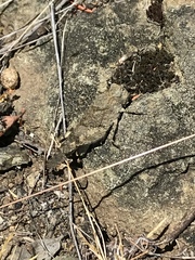 Trimerotropis occidentalis