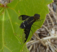 Hemipenthes velutina