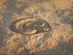 Crotalus cerastes laterorepens