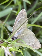 Scopula ternata