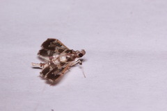 Salbia cassidalis
