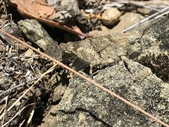 Trimerotropis occidentalis