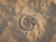 Crotalus cerastes laterorepens