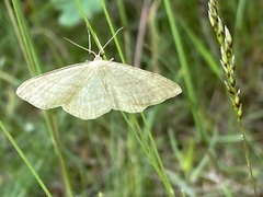 Scopula ternata