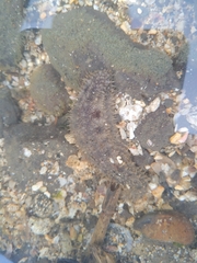 Holothuria impatiens