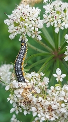 Depressaria daucella